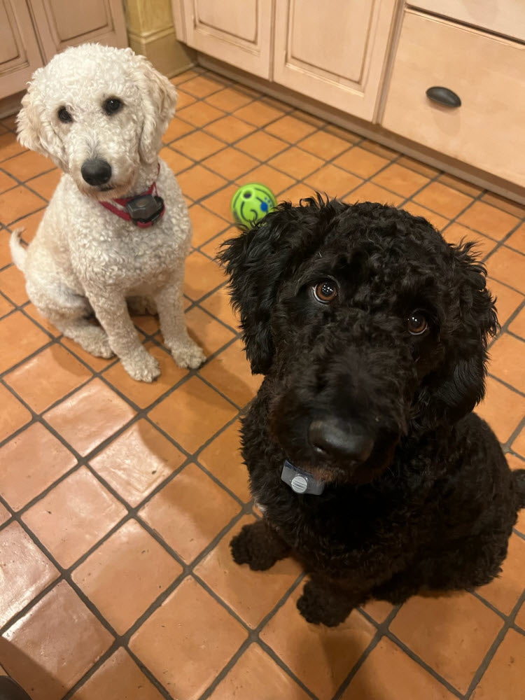 National Pet Day April 11th