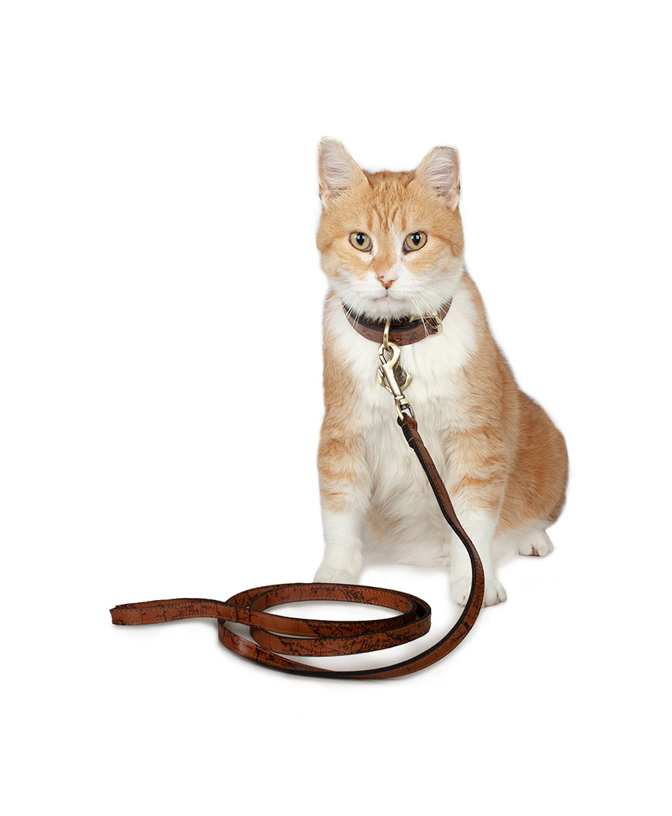 Pet Leash 1/2