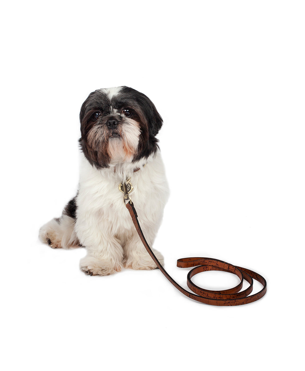 Pet Leash 1/2