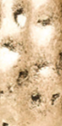 Worn Gold - Swatch