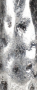 Silver Ox - Swatch